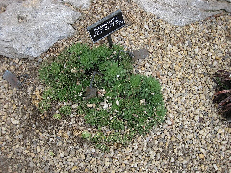 Haworthia