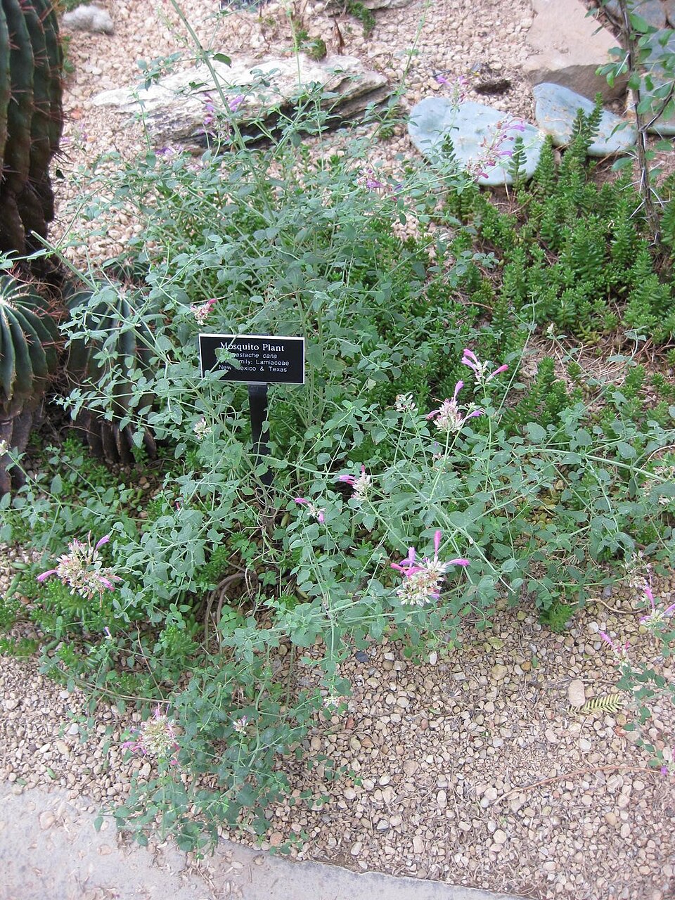 Agastache (Hyssops) (alternate view 4)