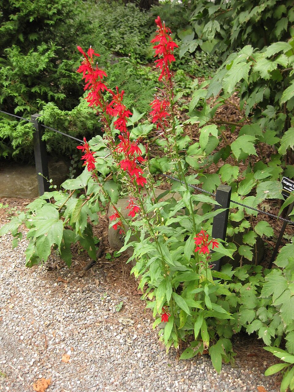 Lobelia (Lobelias) (alternate view 2)