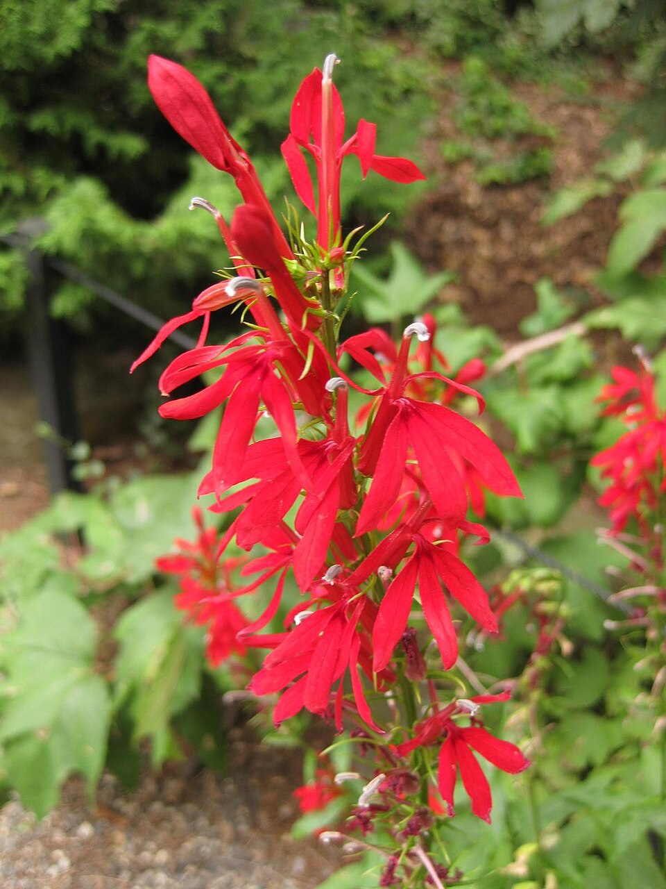 Lobelia (Lobelias) (alternate view 3)