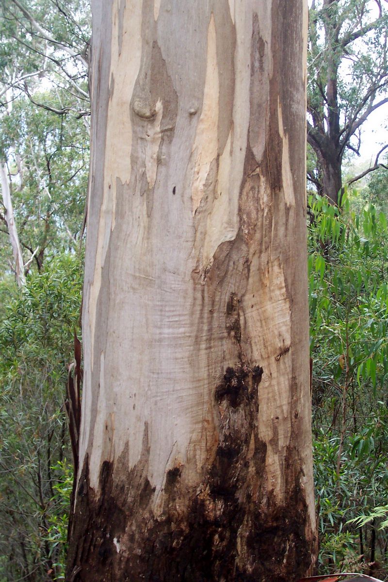 Eucalyptus cypellocarpa (mountain grey gum) (alternate view 7)