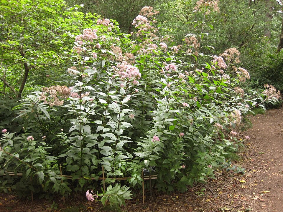 Eutrochium dubium (coastal plain Joe-Pye weed)