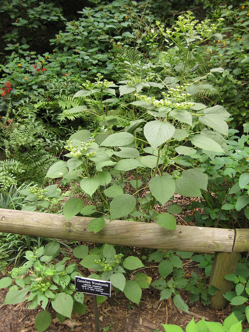 Laportea canadensis (wood nettle)