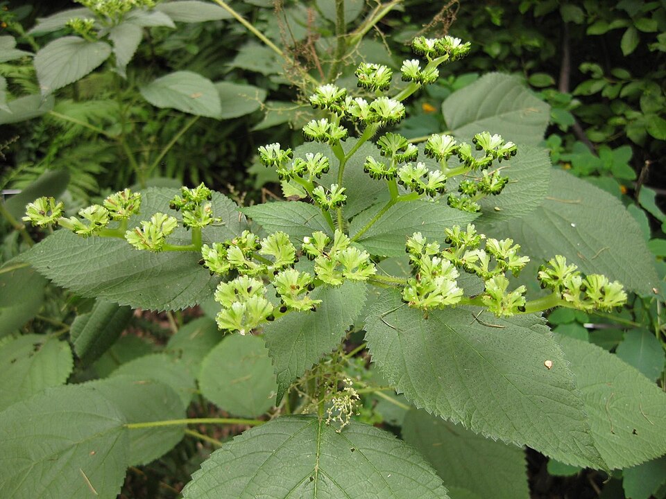 Laportea canadensis (wood nettle)