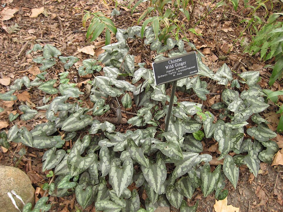 Asarum splendens (Chinese Wild Ginger) (alternate view 8)
