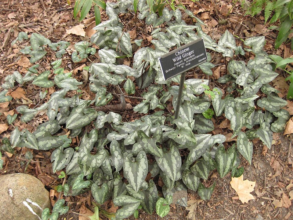 Asarum splendens (Chinese Wild Ginger) (alternate view 9)