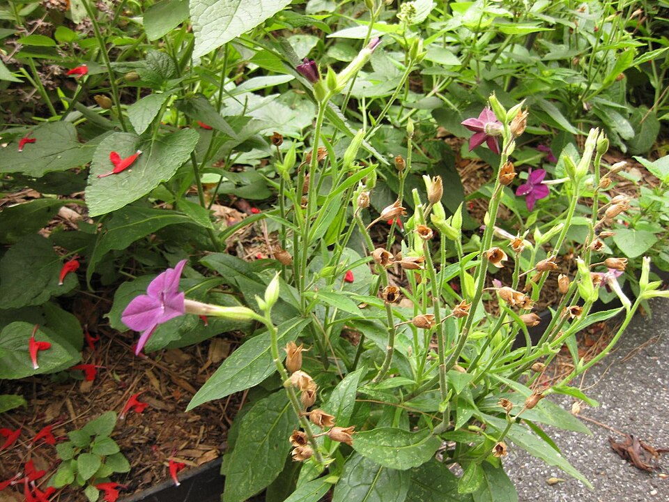 Nicotiana (tobaccos) (alternate view 2)