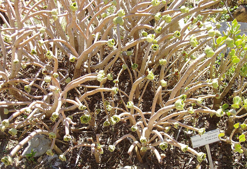 Aeonium arboreum (Tree Aeonium) (alternate view 4)