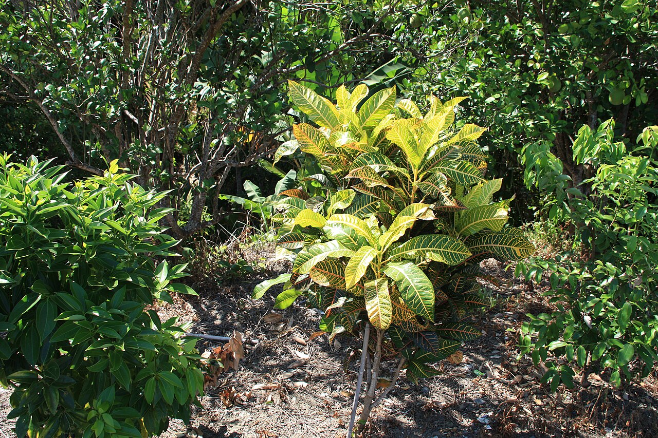 Codiaeum variegatum, Croton — upright evergreen (Euphorbiaceae) (image 4 of 10)