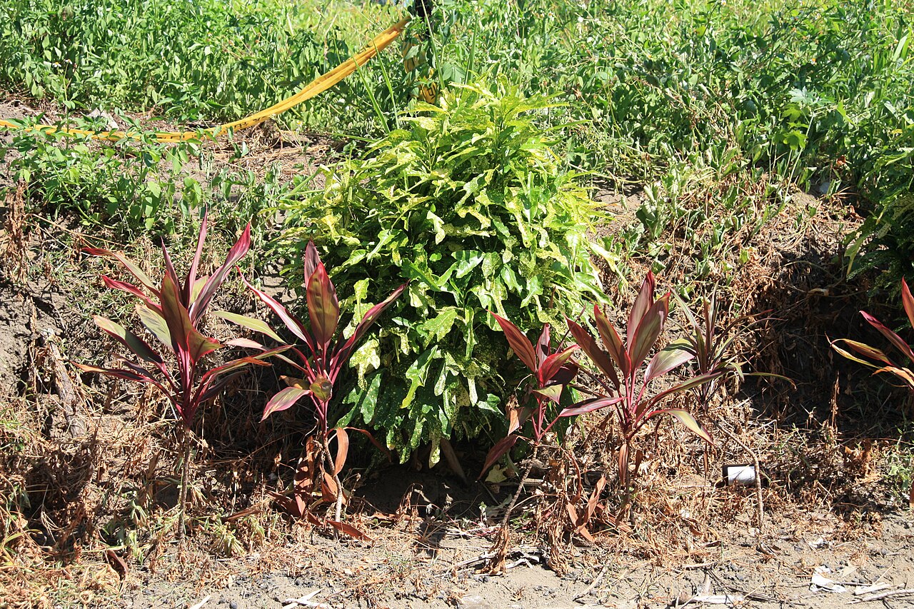 Codiaeum variegatum, Croton — upright evergreen (Euphorbiaceae) (image 5 of 10)