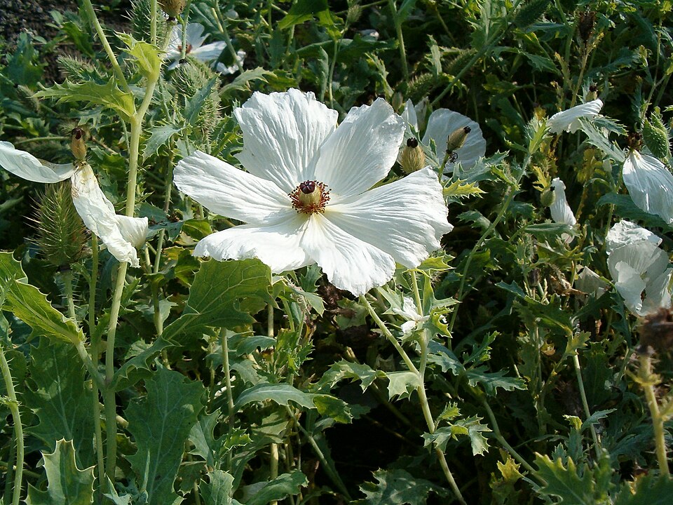 Argemone platyceras (alternate view 6)