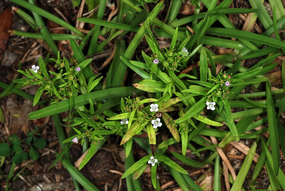 Houstonia longifolia (long-leaved bluets) (alternate view 10)