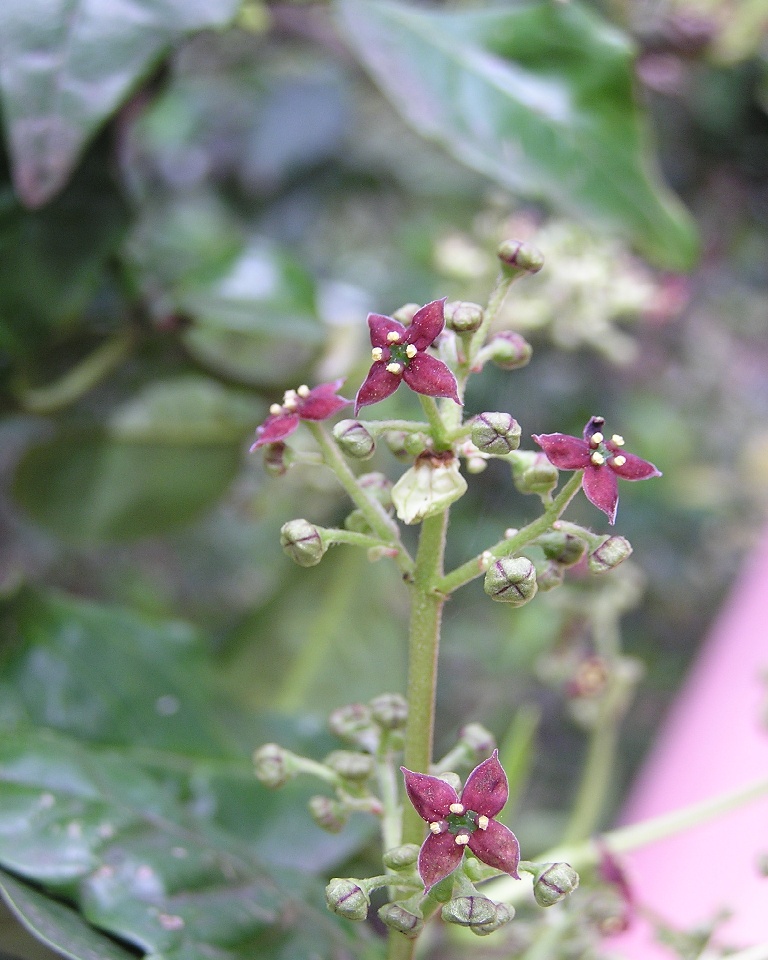 Aucuba japonica (Japanese aucuba) (alternate view 10)