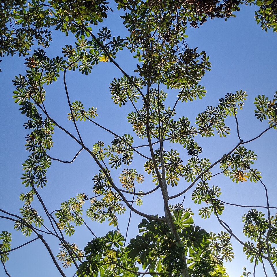 Cecropia (Cecropias)