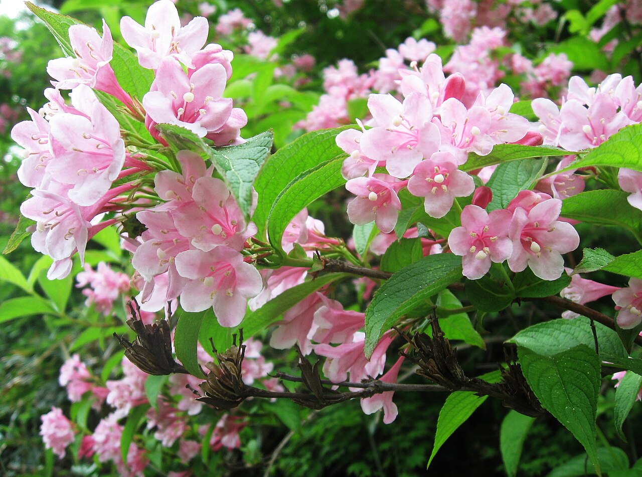 Weigela hortensis, Japanese weigela — upright deciduous (Caprifoliaceae) (image 6 of 10)