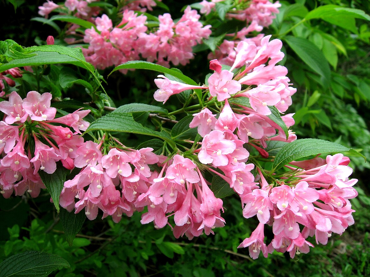 Weigela hortensis, Japanese weigela — upright deciduous (Caprifoliaceae) (image 7 of 10)