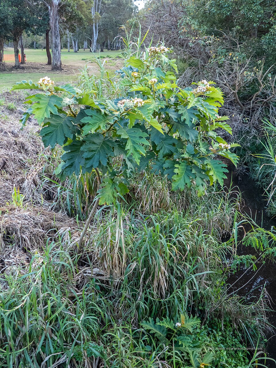 Solanum chrysotrichum (giant devil's-fig) (alternate view 2)