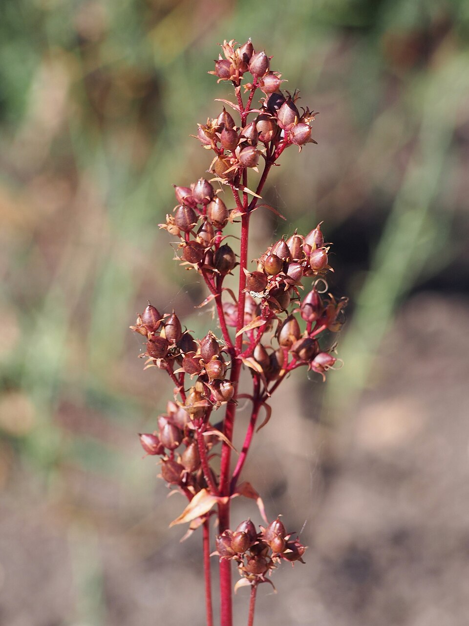 Penstemon digitalis 'Husker Red' (Husker Red Penstemon) (alternate view 5)
