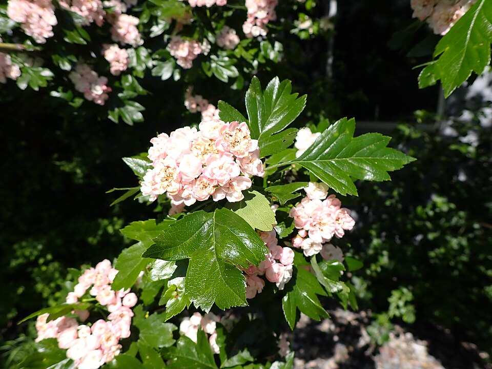 Crataegus mordenensis (Morden Hawthorn) (alternate view 7)