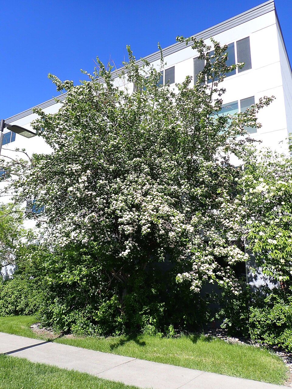 Crataegus mordenensis (Morden Hawthorn) (alternate view 8)