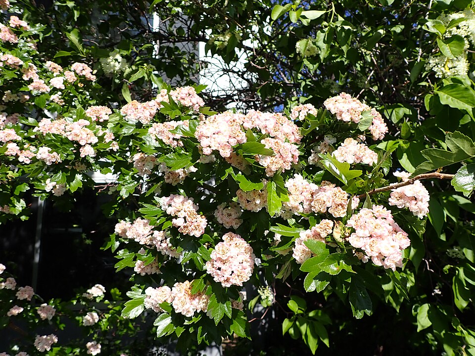 Crataegus mordenensis (Morden Hawthorn) (alternate view 9)
