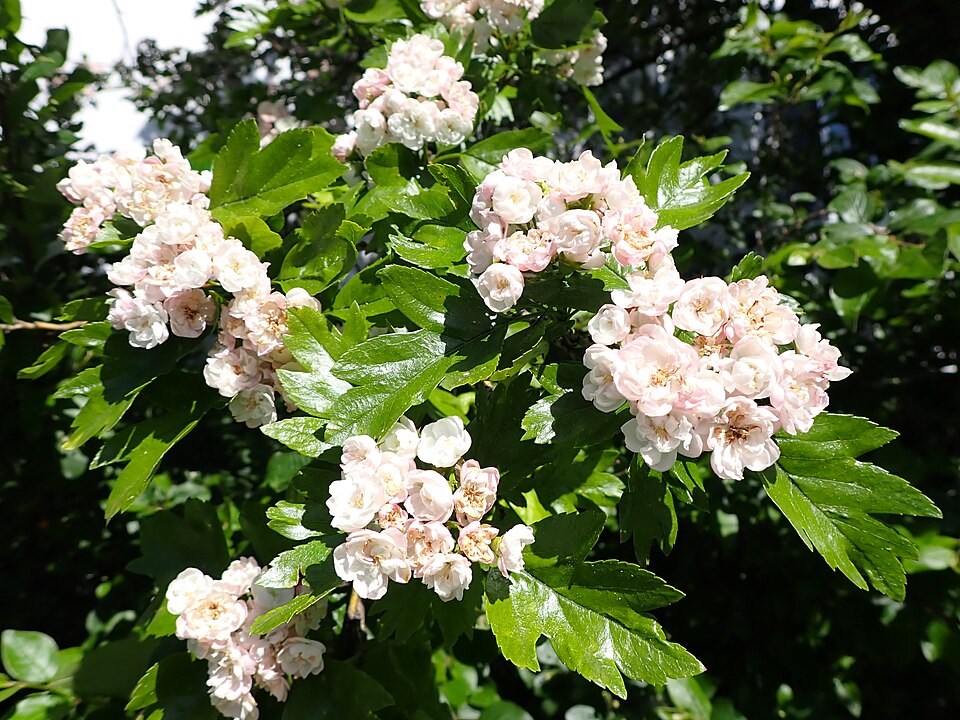 Crataegus mordenensis (Morden Hawthorn) (alternate view 10)