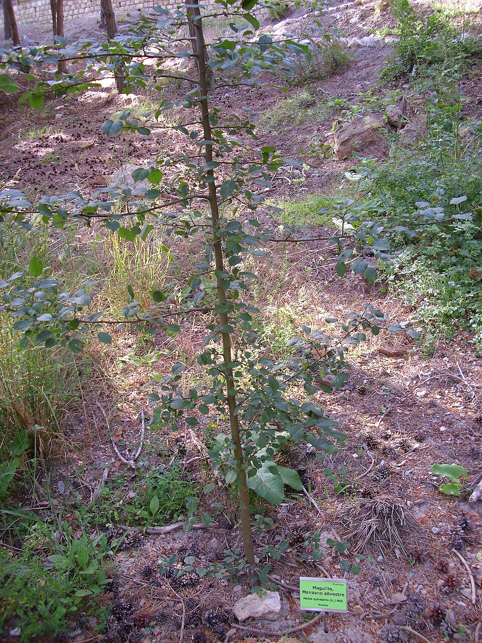 Malus sylvestris (European Wild Apple)