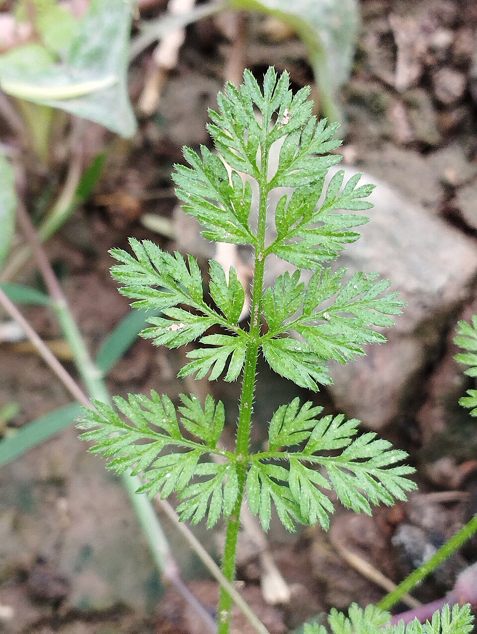 Torilis (hedge parslies)