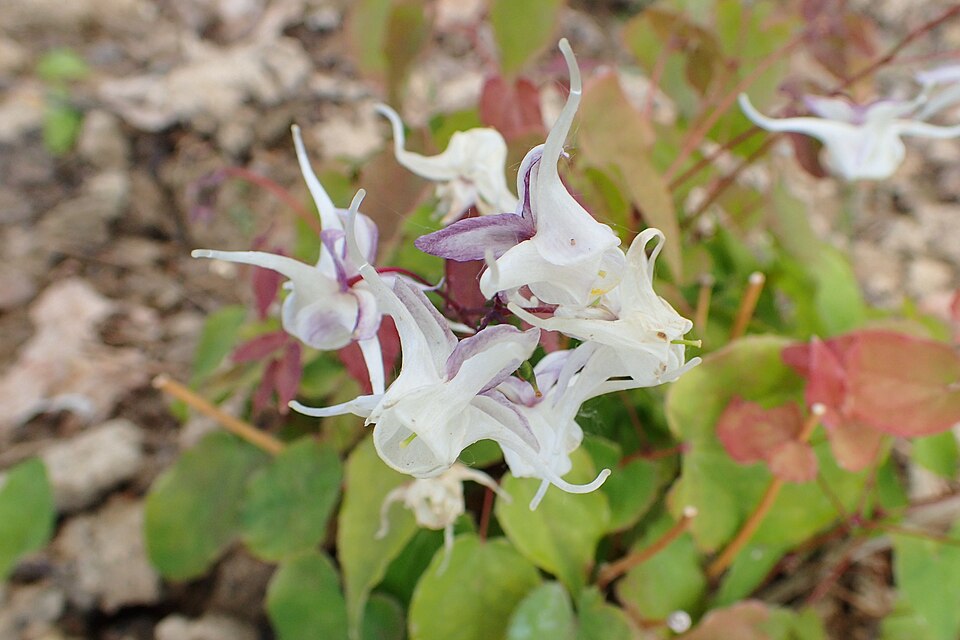 Epimedium grandiflorum 'White Queen'