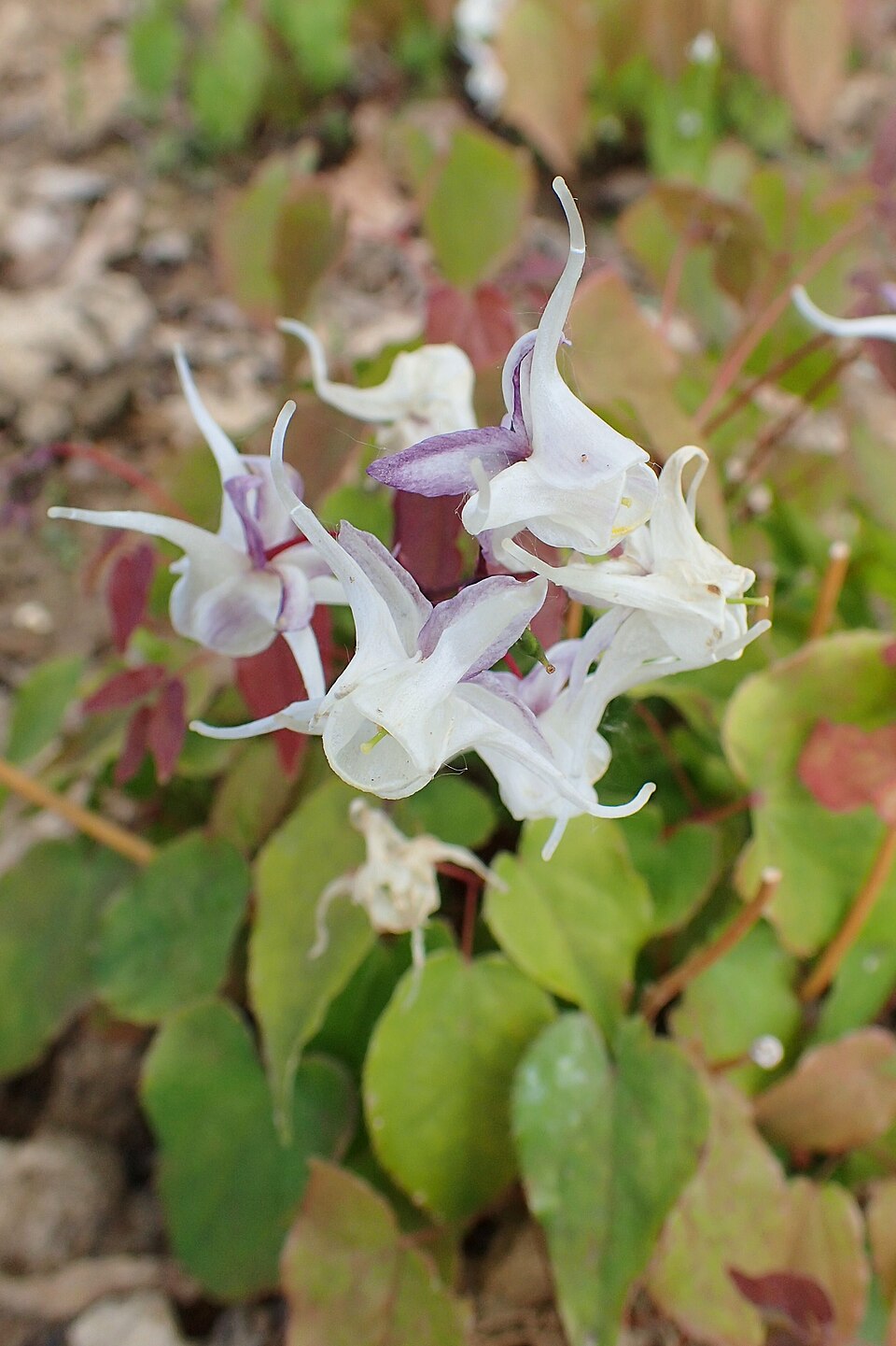 Epimedium grandiflorum 'White Queen' (alternate view 2)