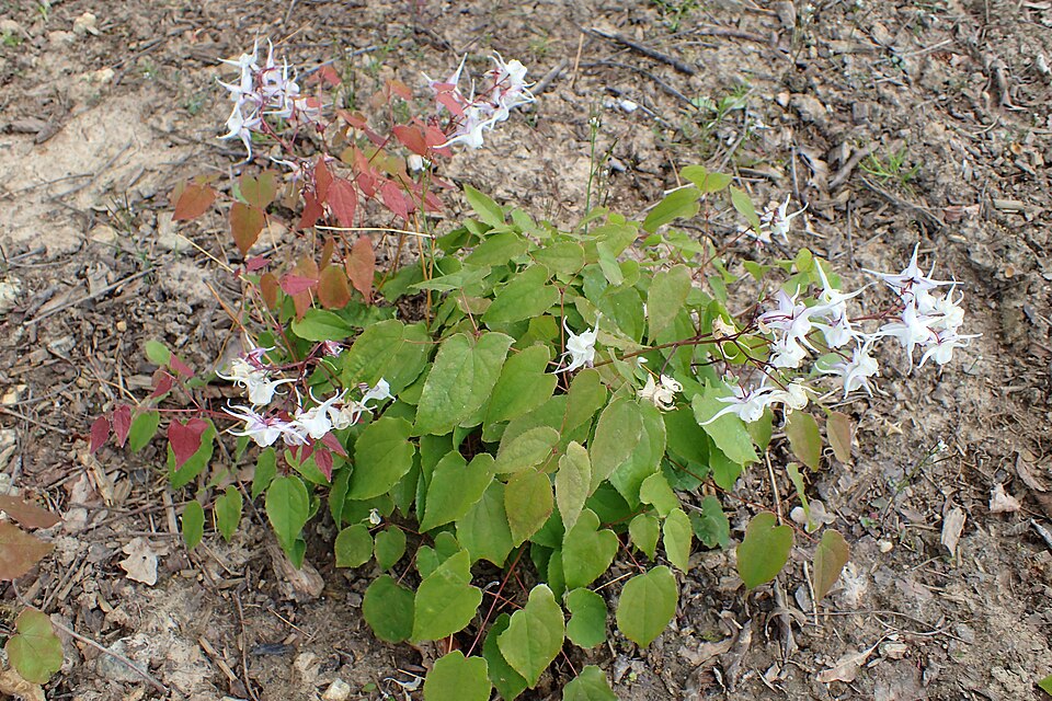 Epimedium grandiflorum 'White Queen' (alternate view 3)