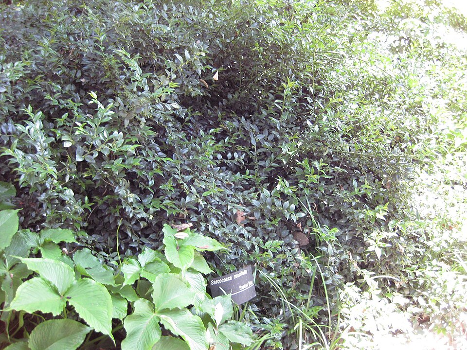 Sarcococca ruscifolia (Fragrant Sweetbox)
