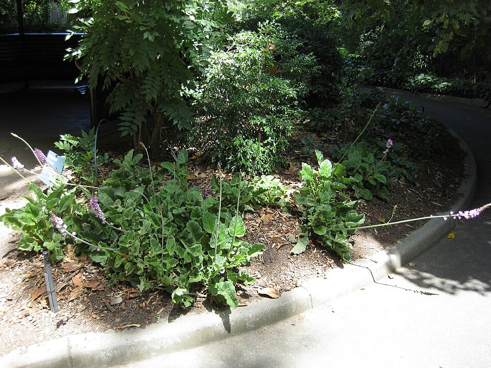 Francoa sonchifolia (Chilean bridalwreath) (alternate view 3)