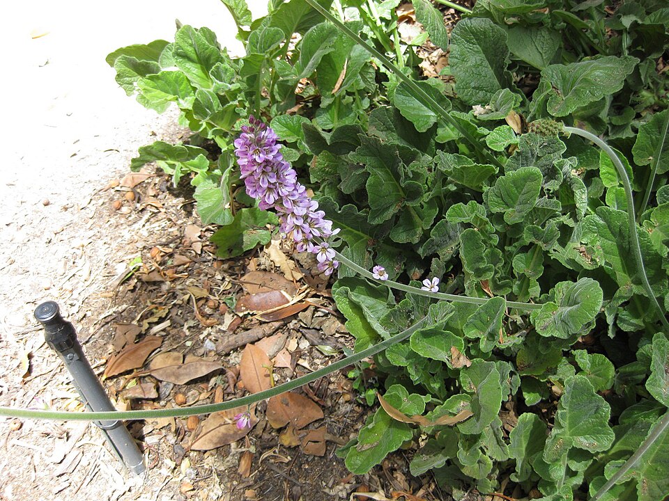 Francoa sonchifolia (Chilean bridalwreath) (alternate view 4)