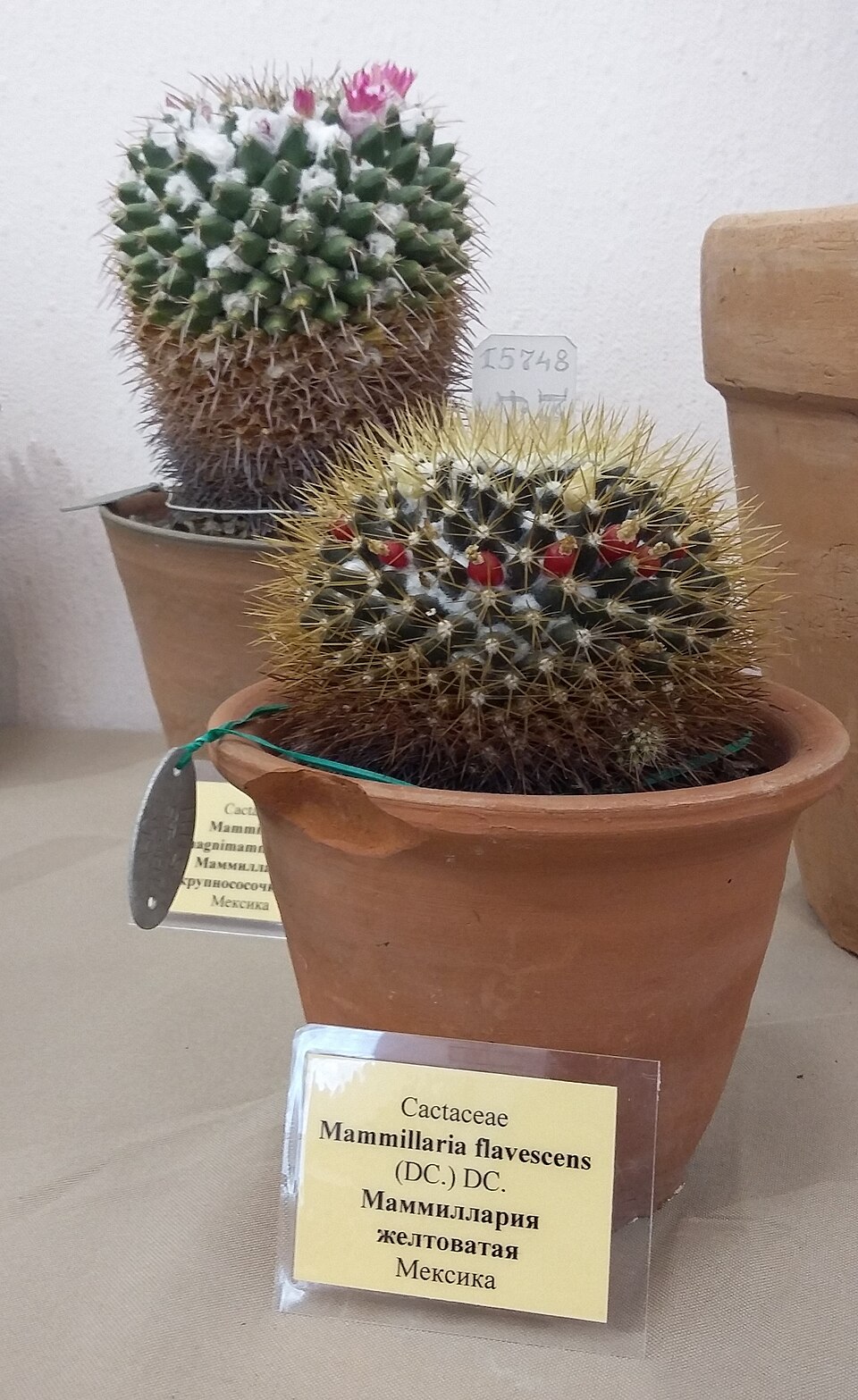 Mammillaria (pincushion cactuses) (alternate view 2)