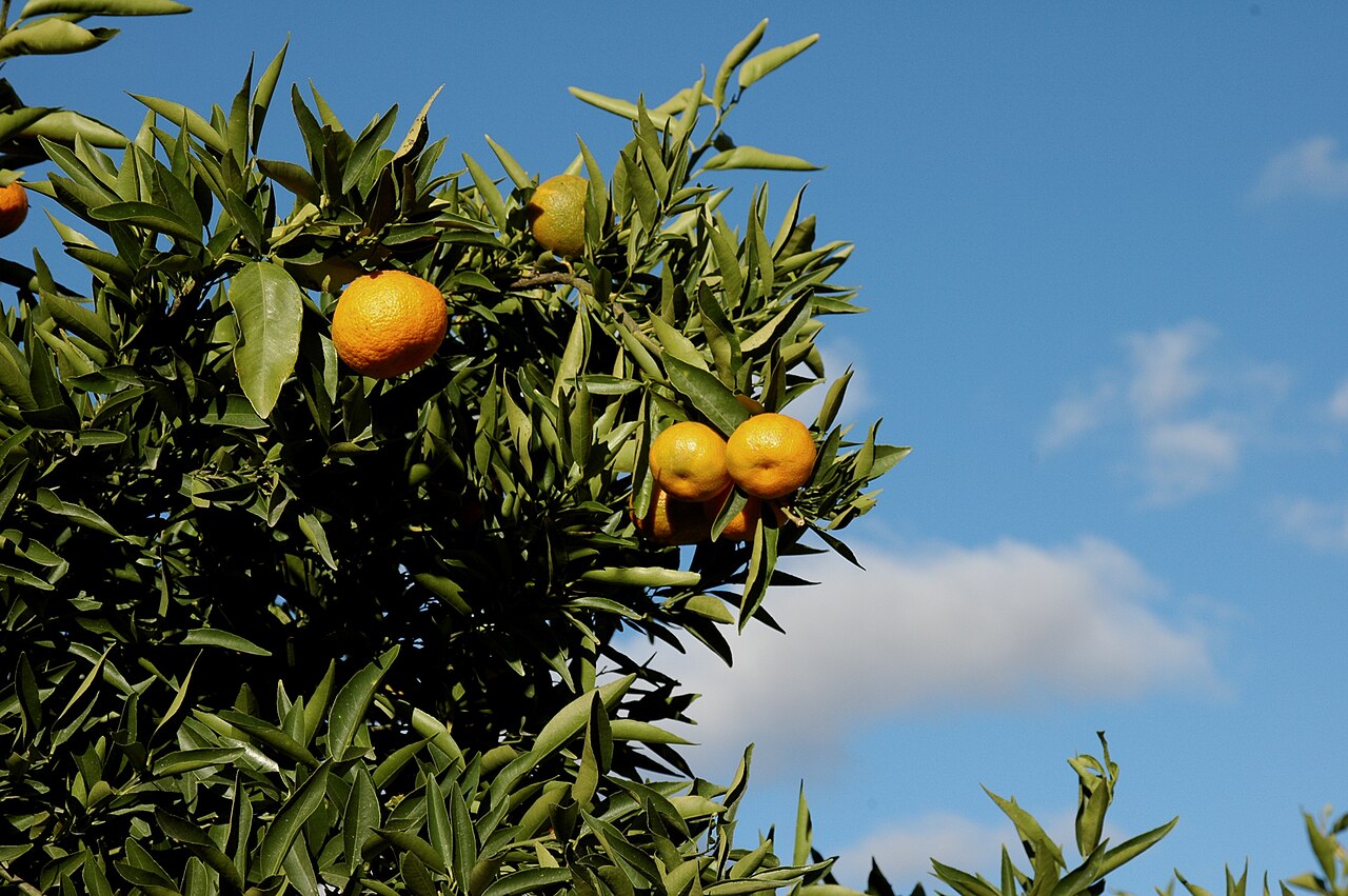 Citrus reticulata, Mandarin orange — spreading evergreen (Rutaceae) (image 2 of 10)