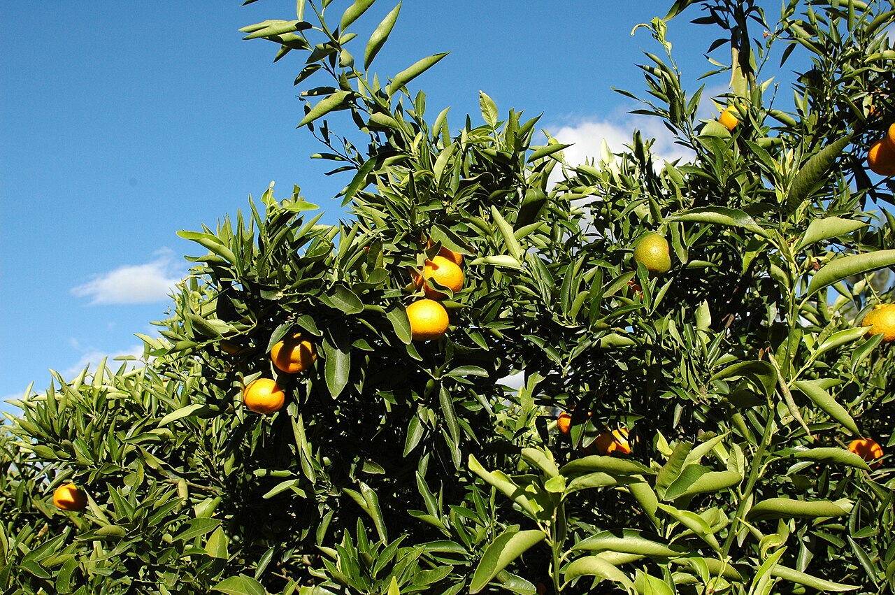 Citrus reticulata, Mandarin orange — spreading evergreen (Rutaceae) (image 3 of 10)