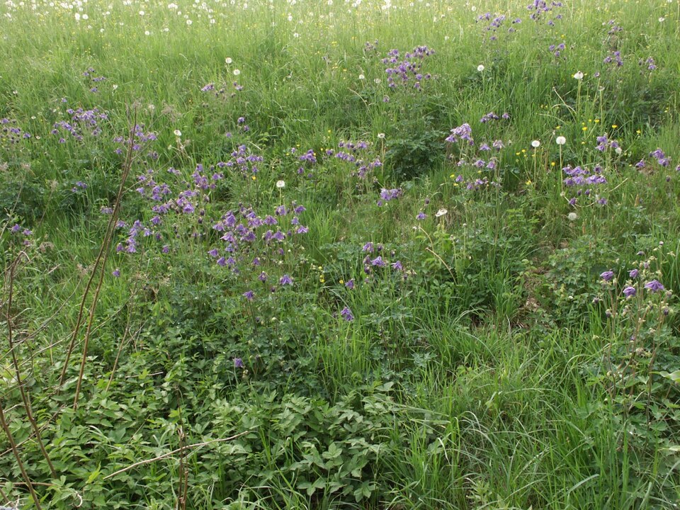 Aquilegia vulgaris (columbine) (alternate view 6)