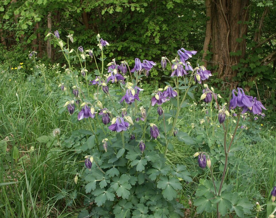Aquilegia vulgaris (columbine) (alternate view 7)