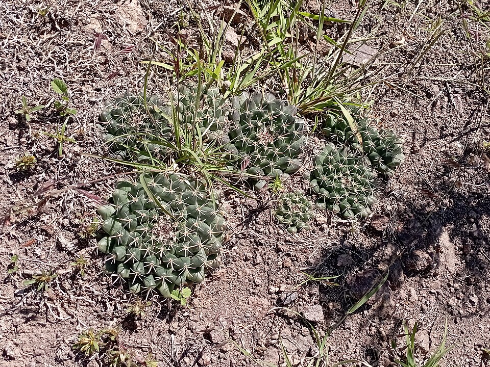 Mammillaria (pincushion cactuses) (alternate view 3)
