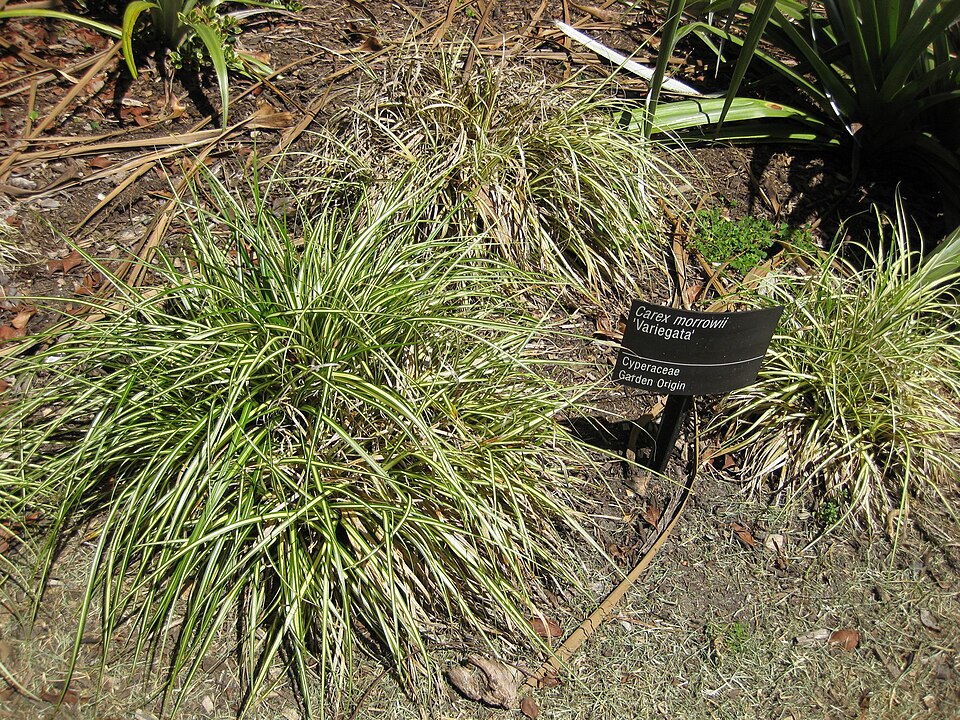 Carex morrowii 'Variegata' (Japanese Sedge)