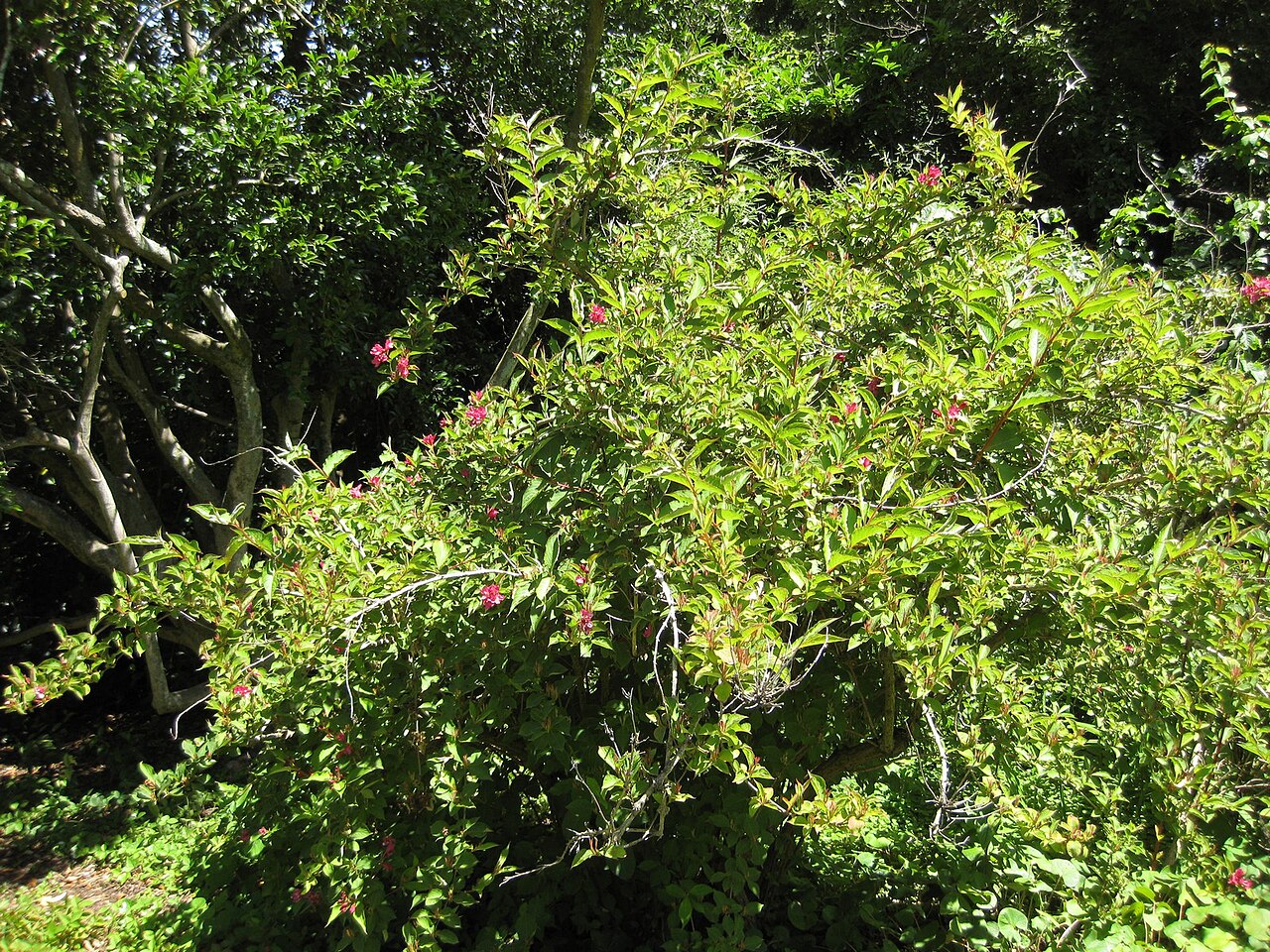 Weigela 'Bristol Ruby', Weigela Bristol Ruby — upright deciduous (Caprifoliaceae) (image 1 of 9)