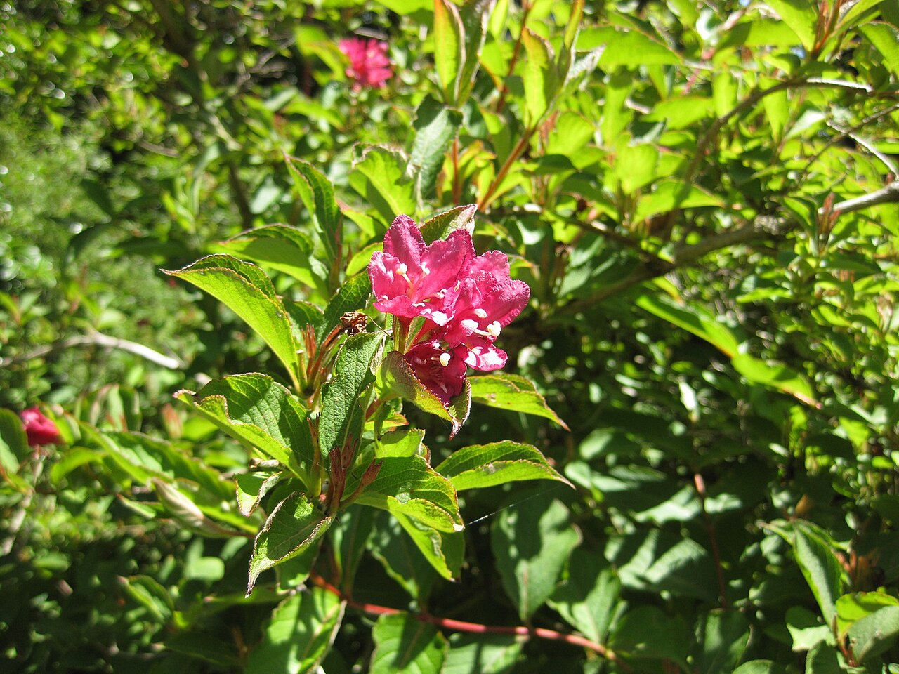 Weigela 'Bristol Ruby', Weigela Bristol Ruby — upright deciduous (Caprifoliaceae) (image 2 of 9)
