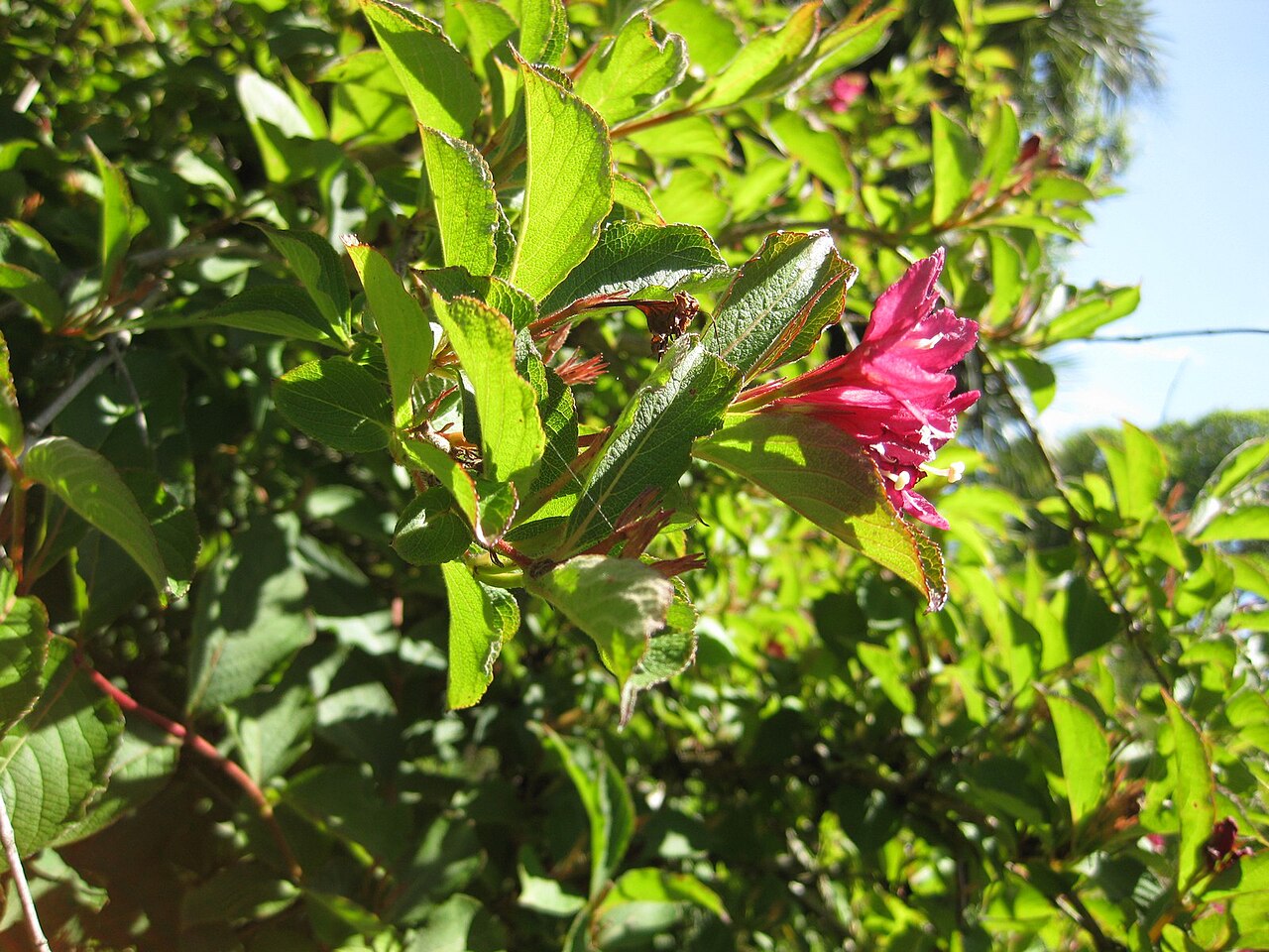 Weigela 'Bristol Ruby', Weigela Bristol Ruby — upright deciduous (Caprifoliaceae) (image 3 of 9)