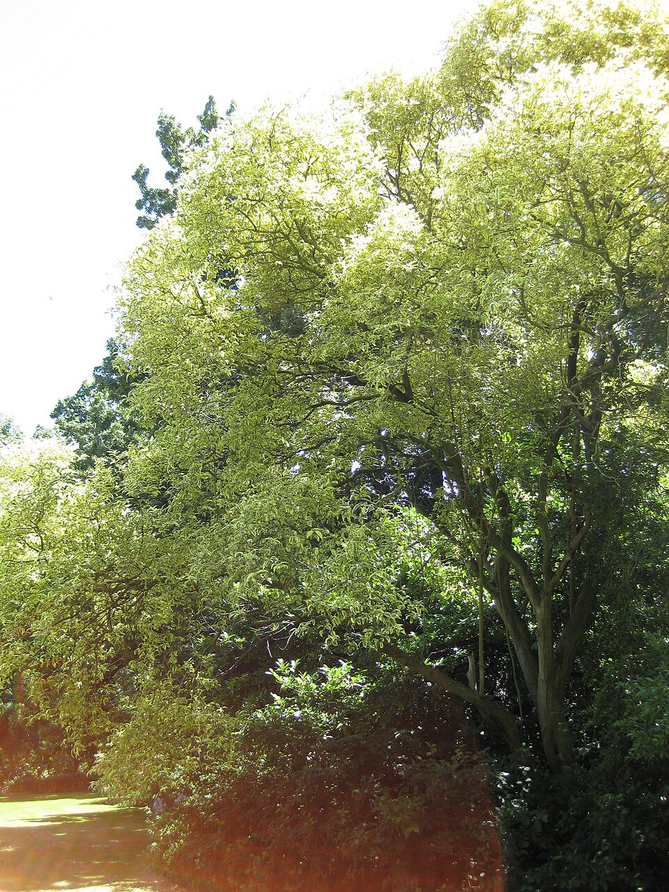 Ligustrum lucidum (tree privet)