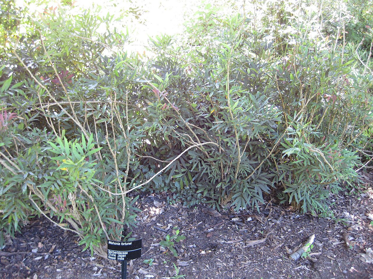 Mahonia fortunei, Chinese mahonia — upright evergreen (Berberidaceae) (image 1 of 8)