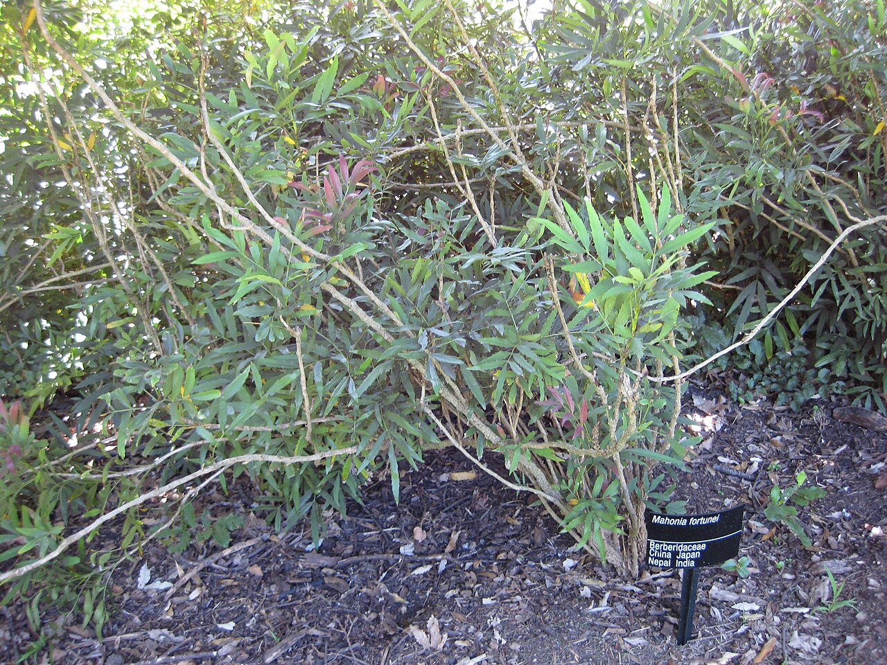 Mahonia fortunei, Chinese mahonia — upright evergreen (Berberidaceae) (image 2 of 8)
