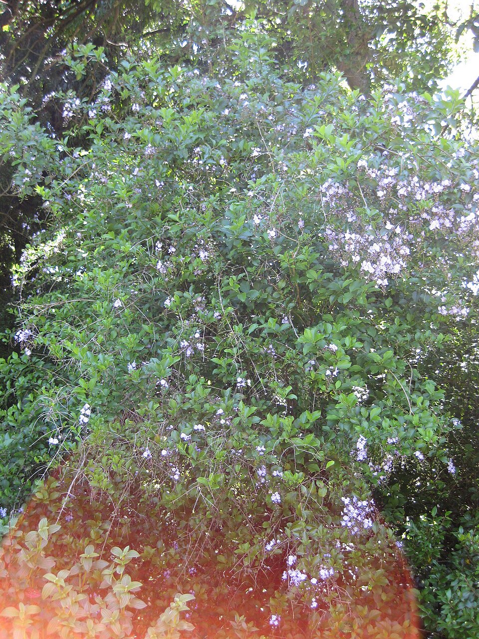 Duranta (alternate view 7)
