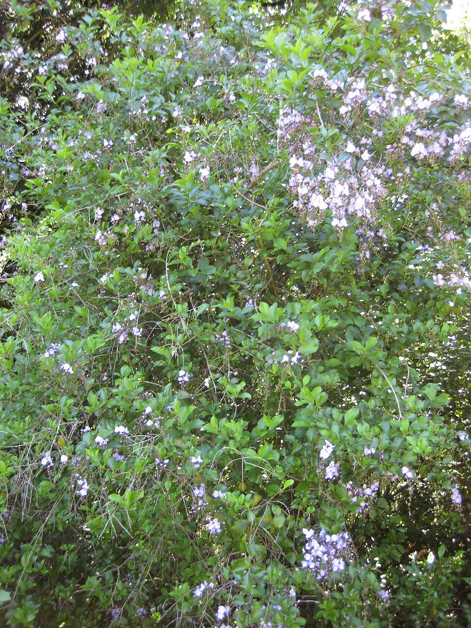 Duranta (alternate view 8)