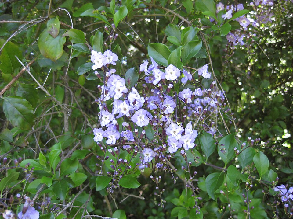 Duranta (alternate view 9)